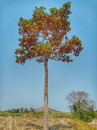 Tree on field against clear sky