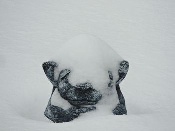 Close-up of dog during winter