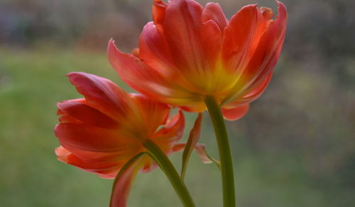 Close-up of orange flower