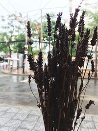 Close-up of wet plants on street in city