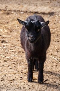 Black cat standing on field