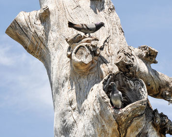 Low angle view of statue against sky