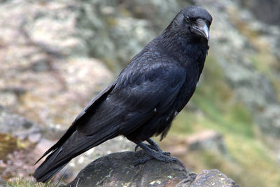 Close-up of bird perching on rock