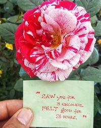 Close-up of hand holding pink flower