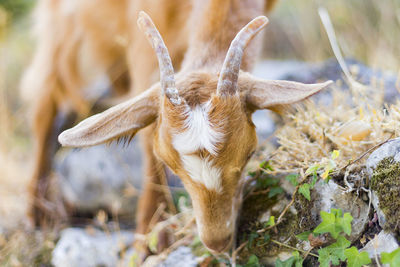 Close-up of a horse on field