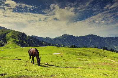 Horses grazing in a field