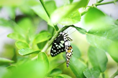 Close-up of butterfly perching on leaf