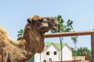 View of a horse against the sky