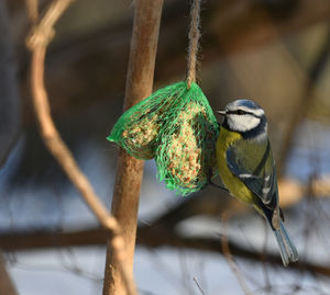 Close-up of a bird on branch