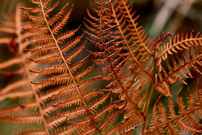 Close-up of dried leaves