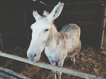 Close-up of horse