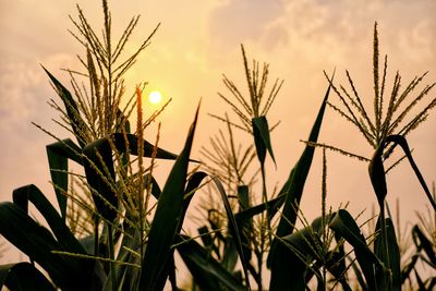 Close-up of stalks in field against sunset sky