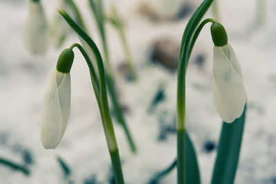 Close-up of flowering plant against blurred background