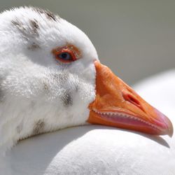 Close-up of a bird