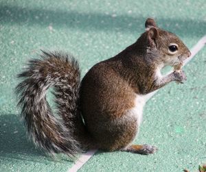 Close-up of a squirrel eating a peanut 