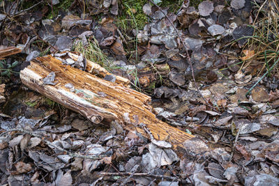 High angle view of tree trunk on field