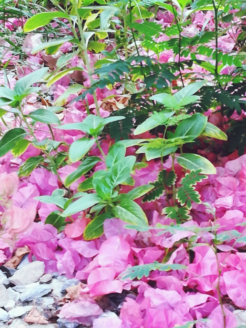 FULL FRAME SHOT OF PINK FLOWERING PLANT