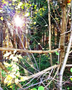 Bamboo trees in forest