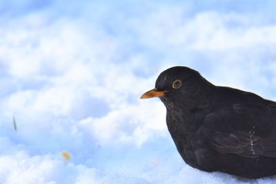 Close-up of a blackbird
