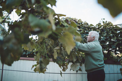 Man picking grapes from tree against sky