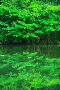 Reflection of trees in lake