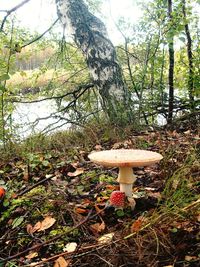 Mushroom growing on field