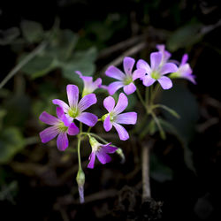 Close-up of purple flowering plant