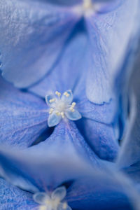 Full frame shot of purple flower