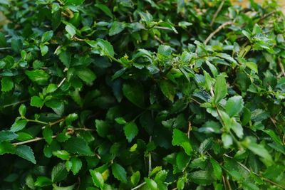 Close-up of fresh green leaves