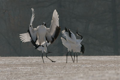 Flock of birds on the land