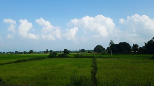 Panoramic view of agricultural field against sky