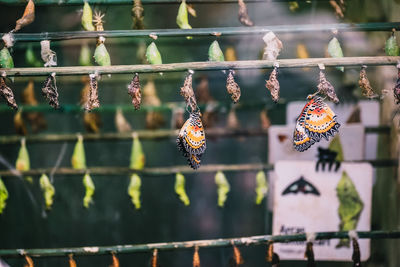 Close-up of butterfly eggs hanging