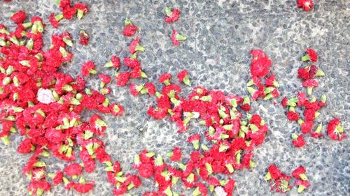 Close-up of red flowers