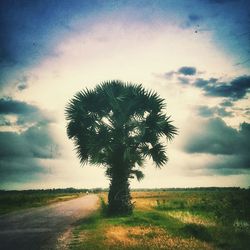 Trees on field against cloudy sky