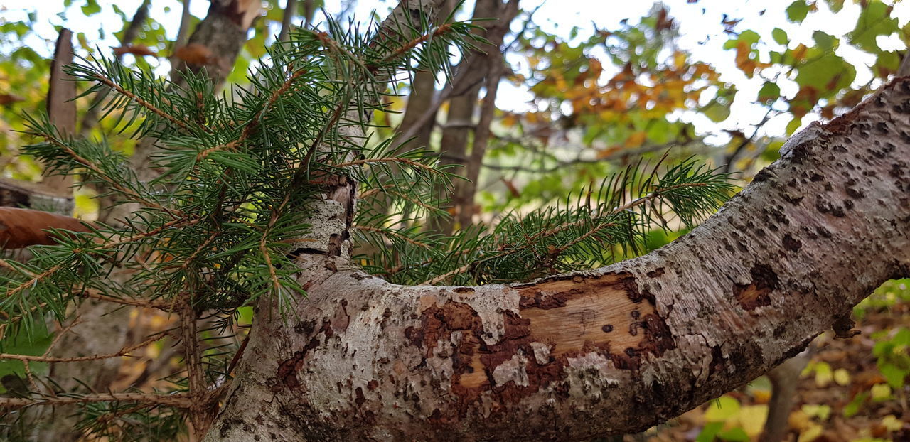 LOW ANGLE VIEW OF TREE TRUNK