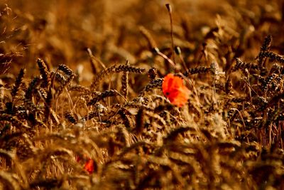 Close-up of cereal plants growing on field