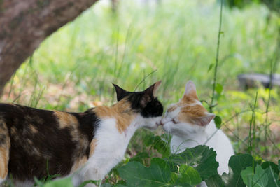 Close-up of cat on grass