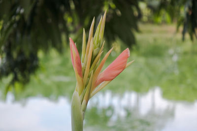 Close-up of flowering plant