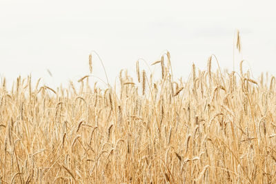 Close-up of wheat field against sky