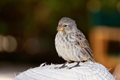 Close-up of bird perching outdoors