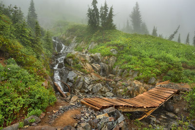 Scenic view of waterfall in forest