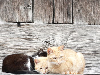 Portrait of a cat lying on wood