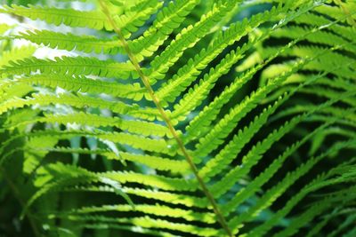 Close-up of fern leaves