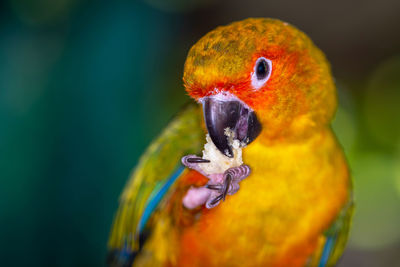 Close-up of parrot