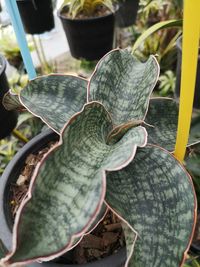 Close-up of succulent plant in pot