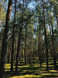Low angle view of trees in forest