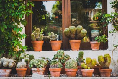 Potted plants at market stall