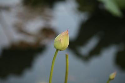 Close-up of lotus flower bud growing outdoors