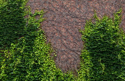 Plants growing on a tree