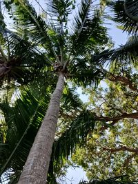 Low angle view of bamboo trees in forest